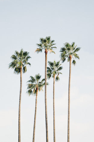 POSTER REGAL PALM TREES