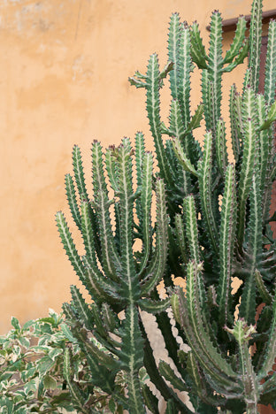 POSTER COLORS OF SENEGAL N.2