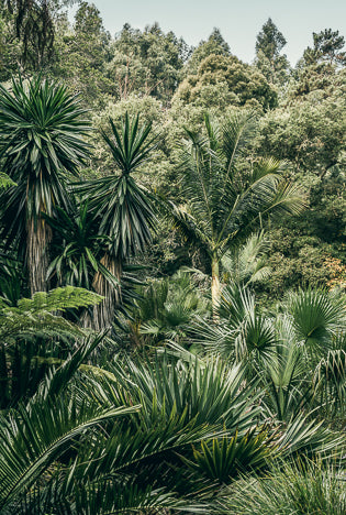POSTER JARDIN MONSERRATE