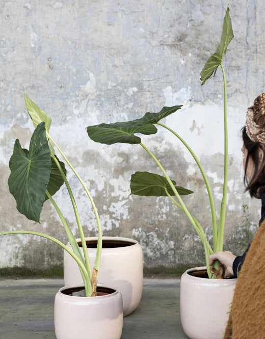 POT ROZE COSTA SERAX S