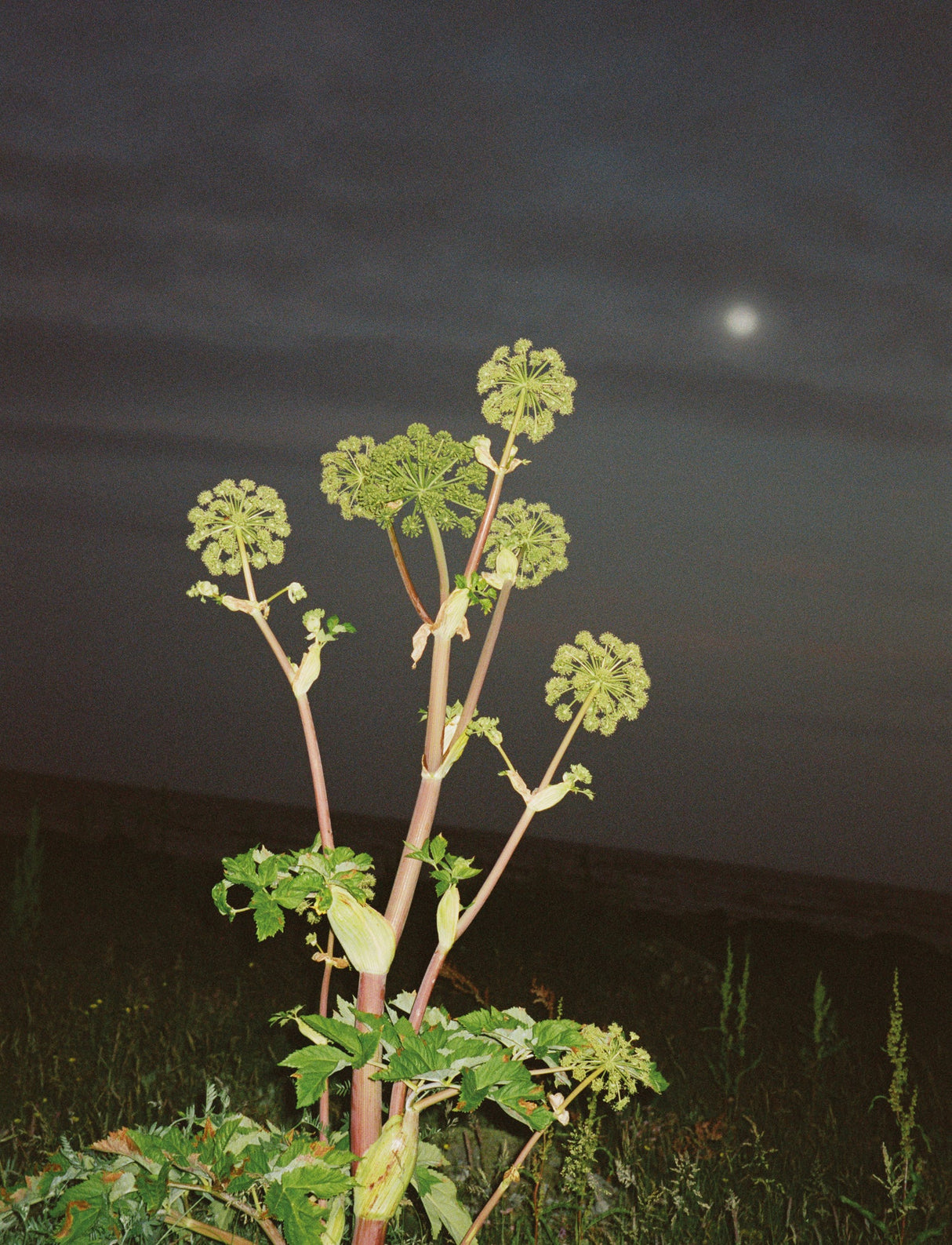 HAND & BODY WASH - ANGELICA