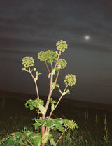 HAND & BODY WASH - ANGELICA