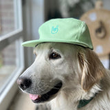 PET ROCK 'N ROLL / MINT