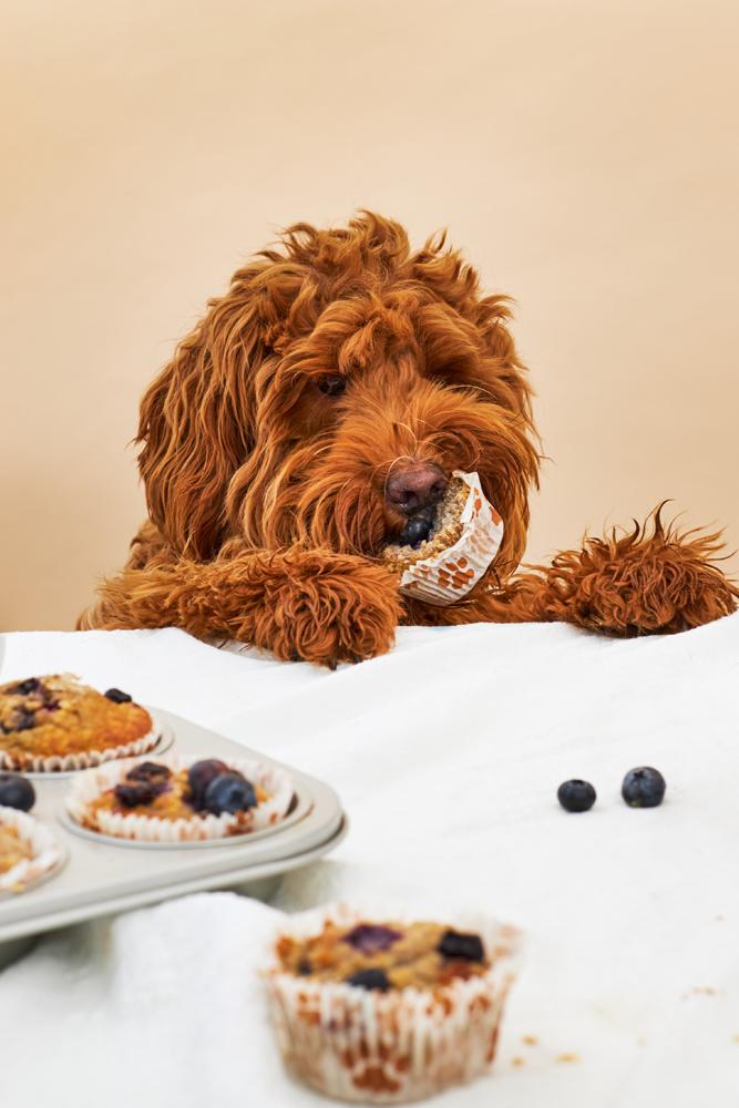WOOF BAKE PUPCAKE