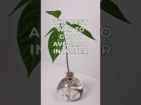 AVOCADO VAAS - COSMIC ASTRA