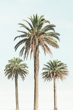 POSTER 3 PALMIERS VINTAGE